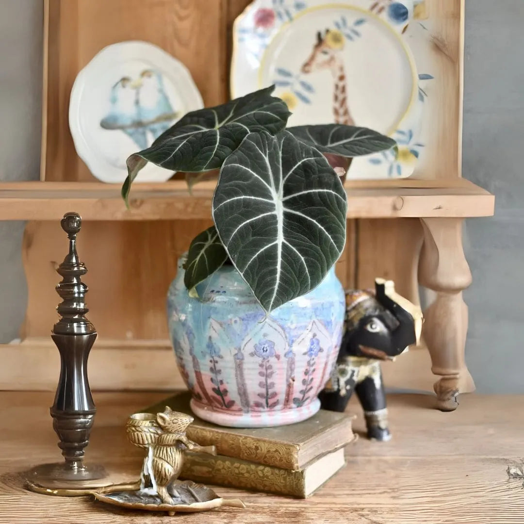 Muda Alocasia Black Velvet (Alocasia reginula)