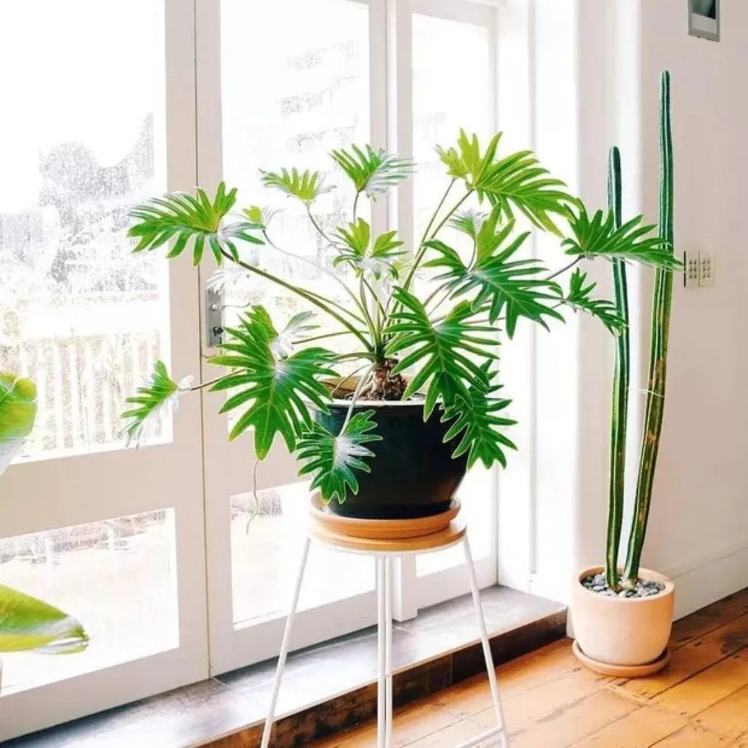 Muda de Xanadu (Philodendron xanadu)