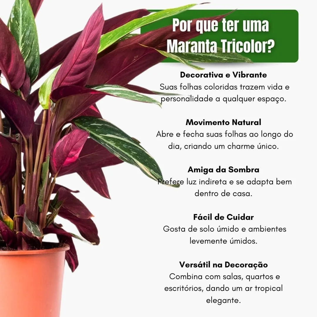 Muda Maranta Tricolor (Maranta leuconeura)