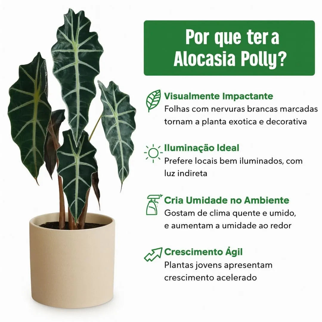 Muda Alocasia Polly (Alocasia amazonica ‘Polly’)