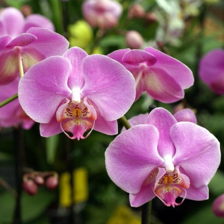 Forth Adubo Misto para Manutenção de Orquídeas 100g