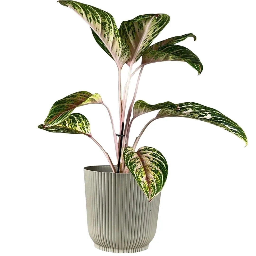 Vaso Cachepot Okla em Polipropileno 16x11cm