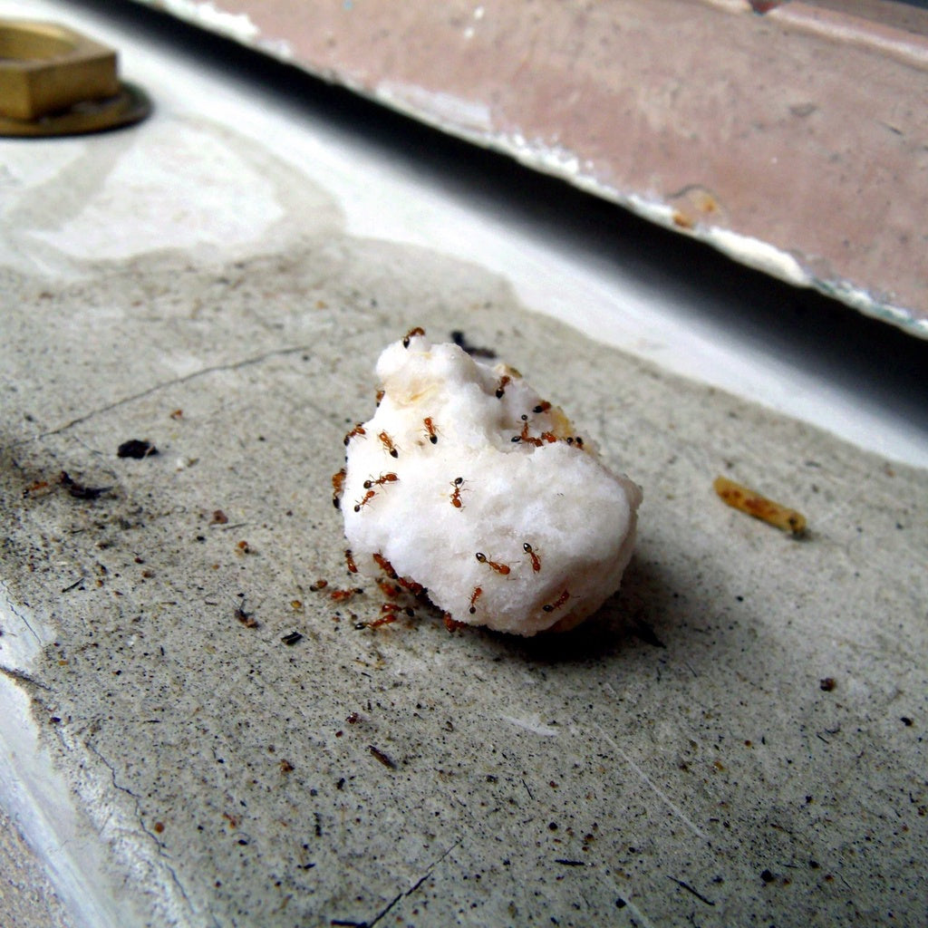 Inseticida Formicida Forth em Gel 10g