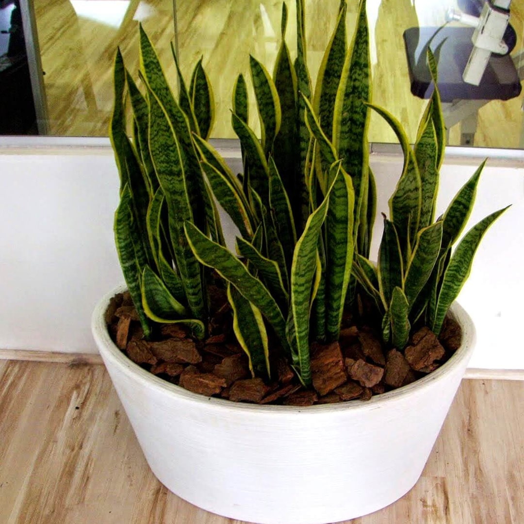 Muda Espada de São Jorge Variegata (Sansevieria trifasciata ‘Variegata’) - Pote 17