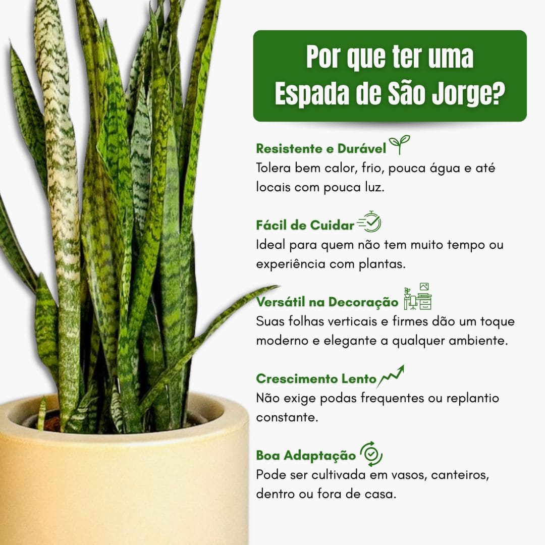Muda Espada de São Jorge (Sansevieria trifasciata) - Pote 24