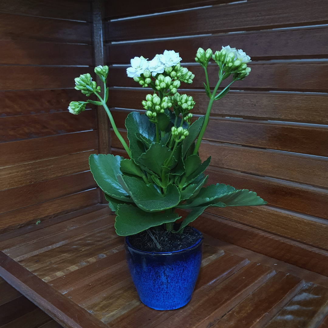 Vaso Cachepot de Cerâmica Esmaltado Brilhante