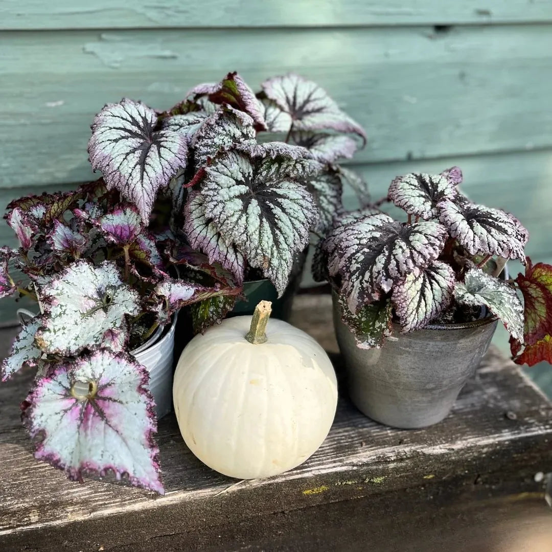 Muda Begônia Rex - Pote 12