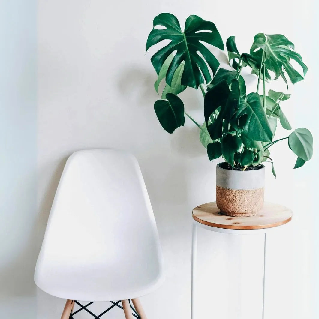 Kit Mudas para Área Interna - Jibóia, Costela e Zamioculca