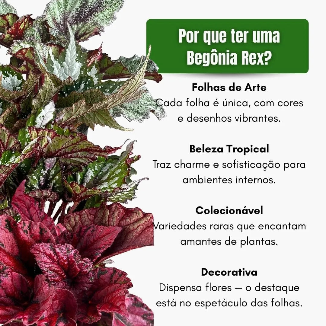 Muda Begônia Rex - Pote 12