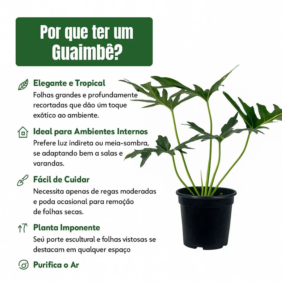 Muda de Guaimbê (Philodendron bipinnatifidum)