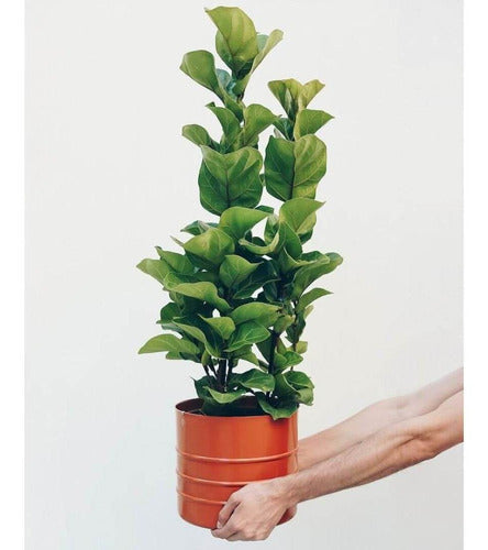 Muda Ficus Lyrata Bambino (Ficus lyrata)