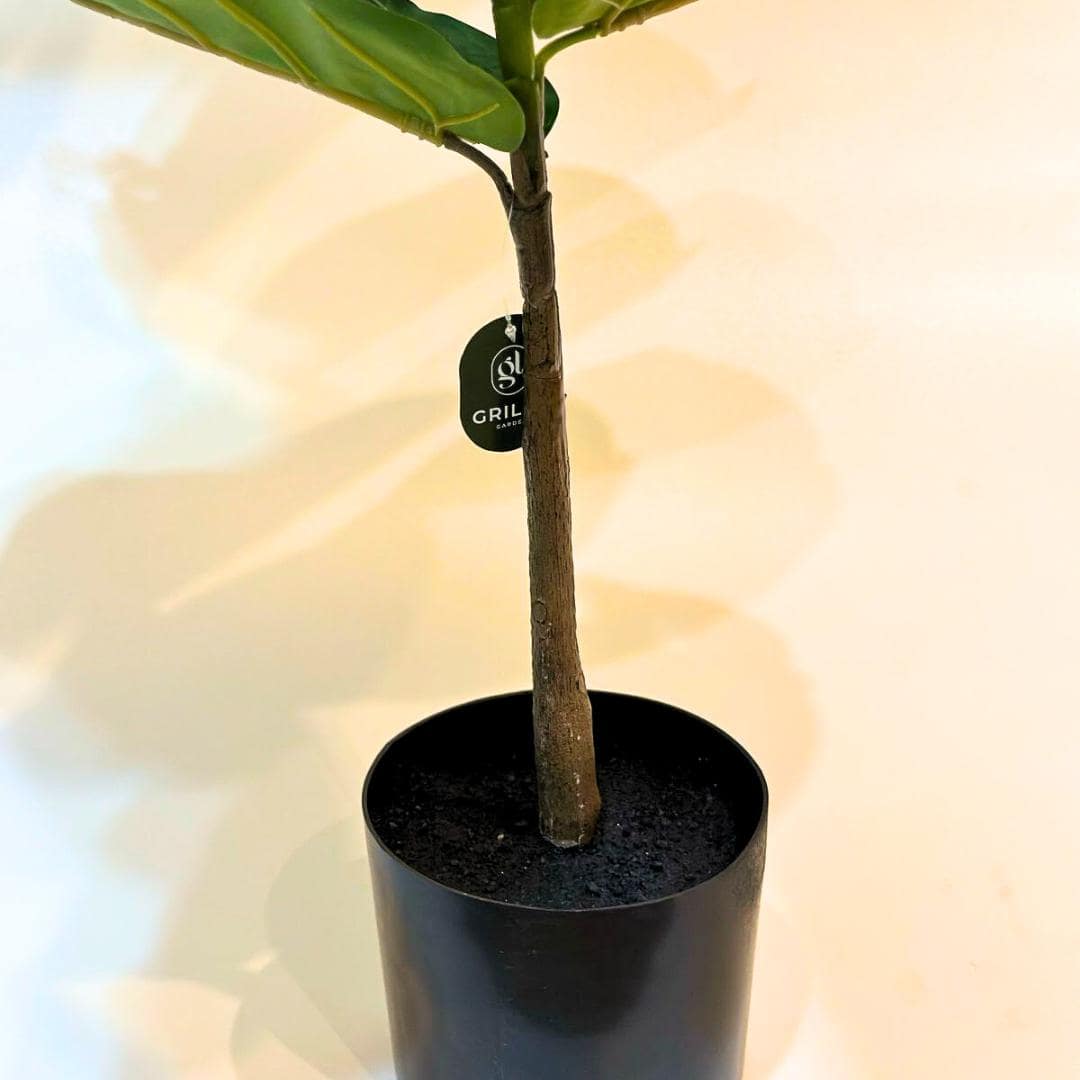 Planta Artificial Ficus Lyrata 1,5m