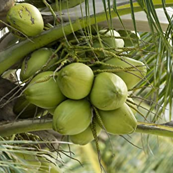 Forth Adubo para Coqueiros 3kg