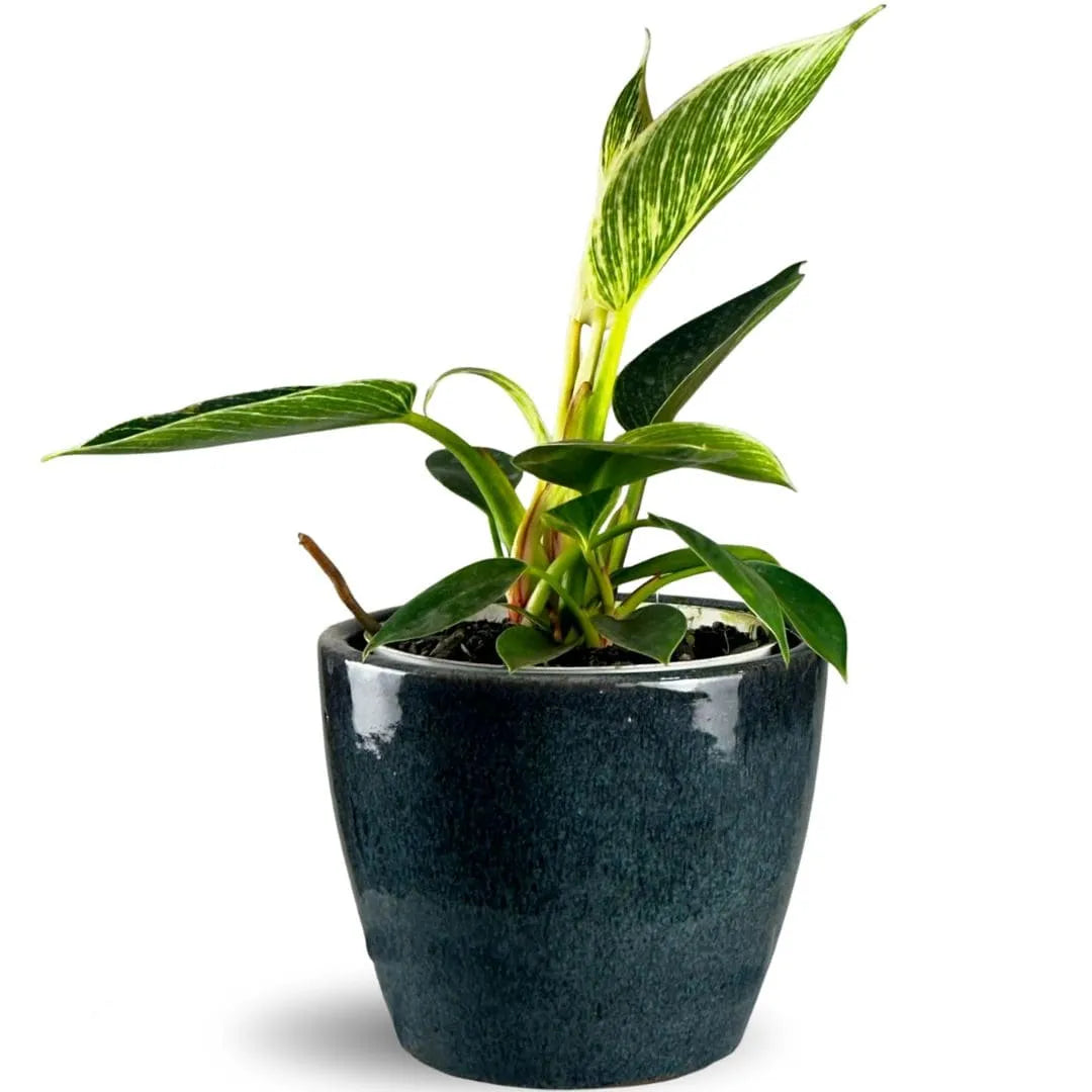 Muda de Philodendron Birkin