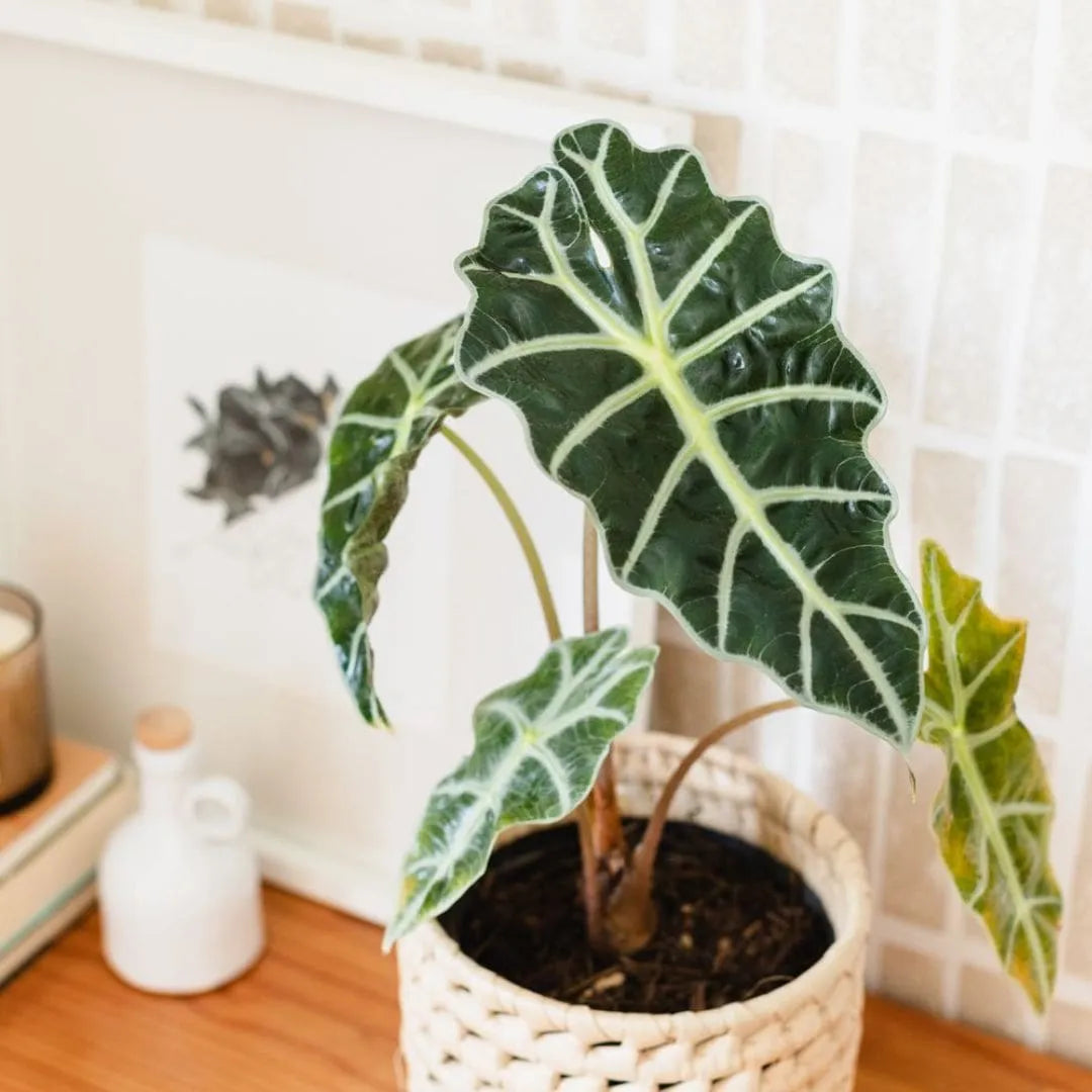 Muda Alocasia Polly (Alocasia amazonica ‘Polly’)