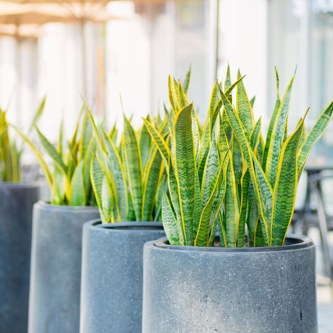 Muda Espada de São Jorge Variegata (Sansevieria trifasciata ‘Variegata’) - Pote 17