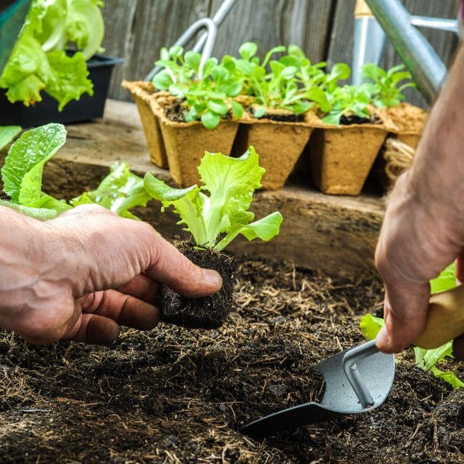 Maxgreen Adubo Mineral Ureia 1kg