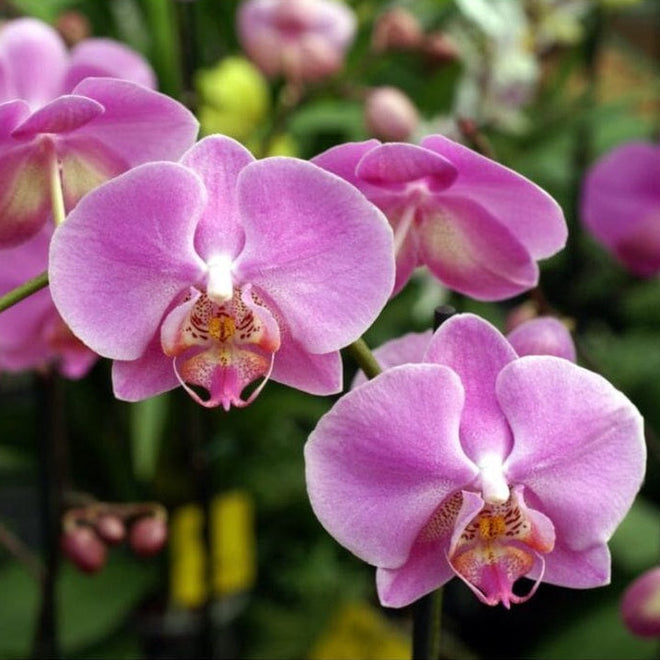 Forth Adubo Orgânico para Floração de Orquídeas 500ml
