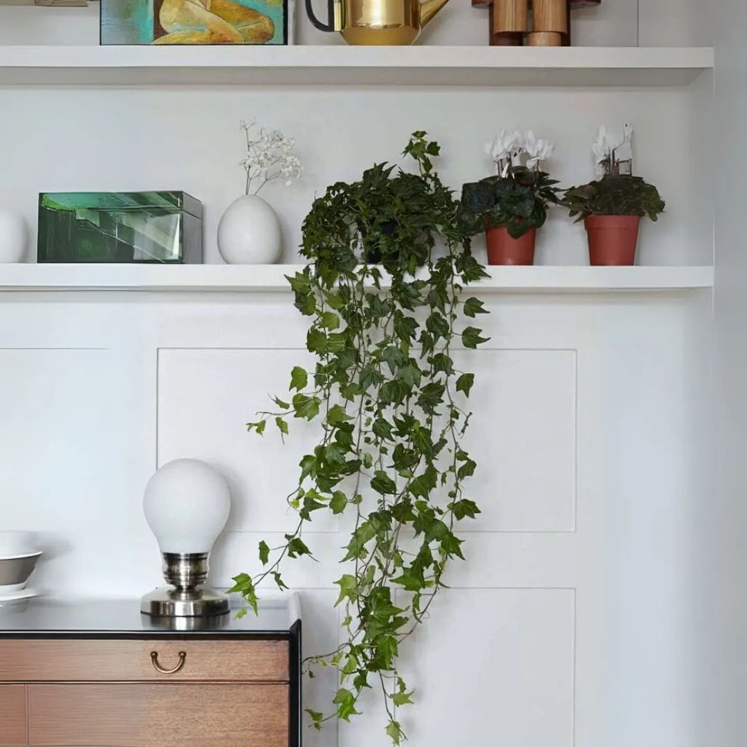 Muda Hera Pendente Trepadeira (Hedera helix)