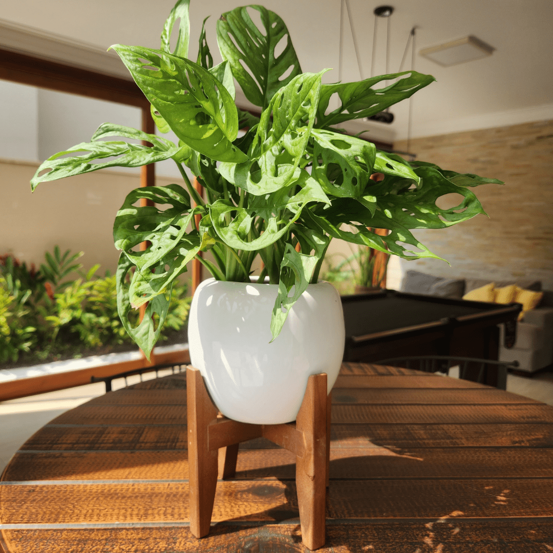 Vaso Cachepot em Porcelana com Tripé de Madeira