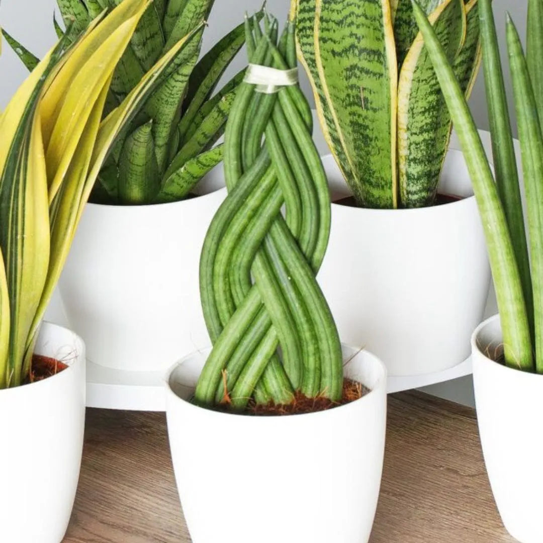 Muda Sansevieria 6 Dedos Trançada