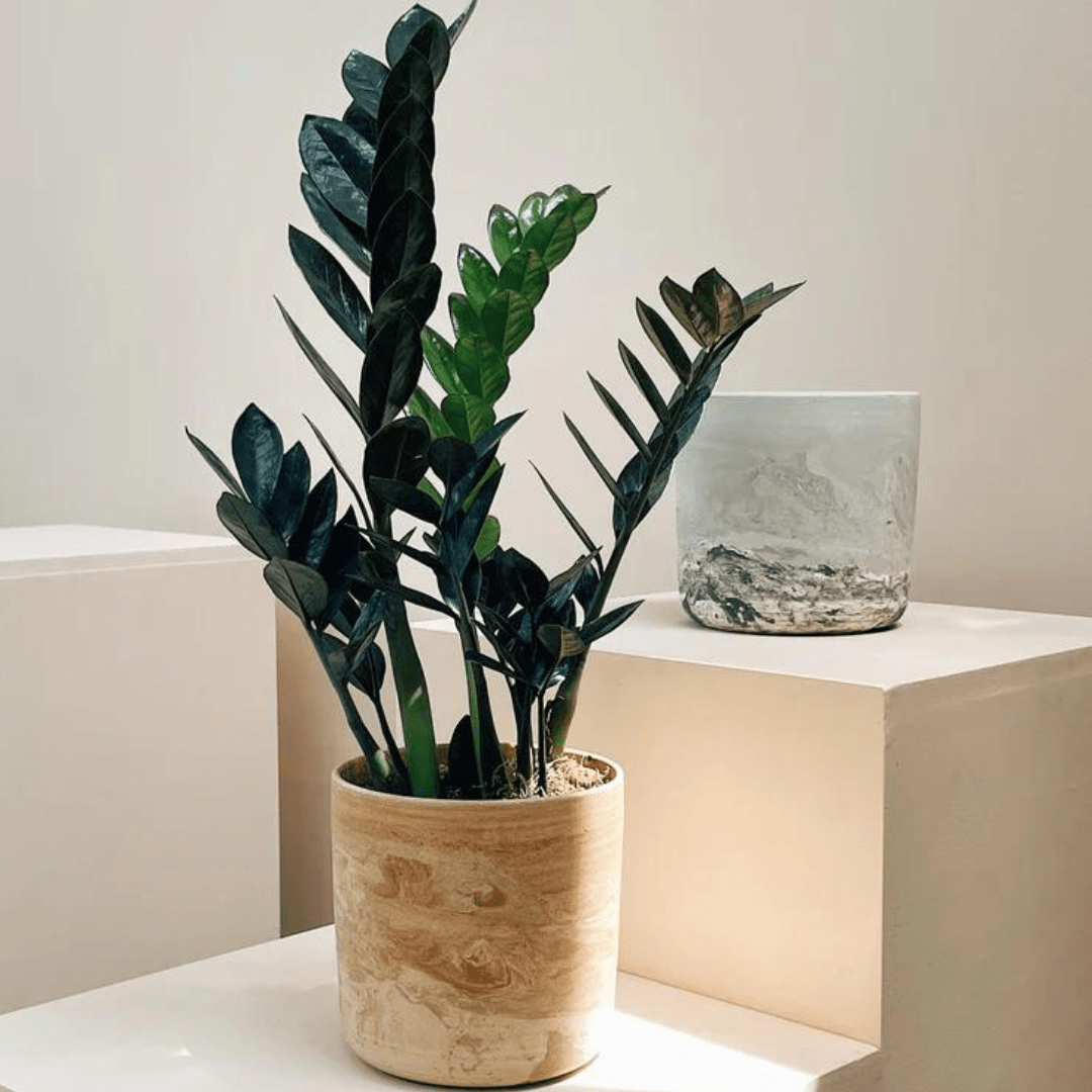 Muda Zamioculca Black