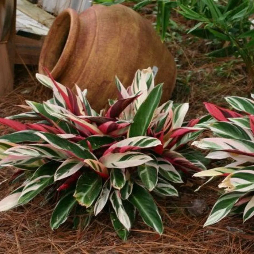 Muda Maranta Tricolor (Maranta leuconeura)