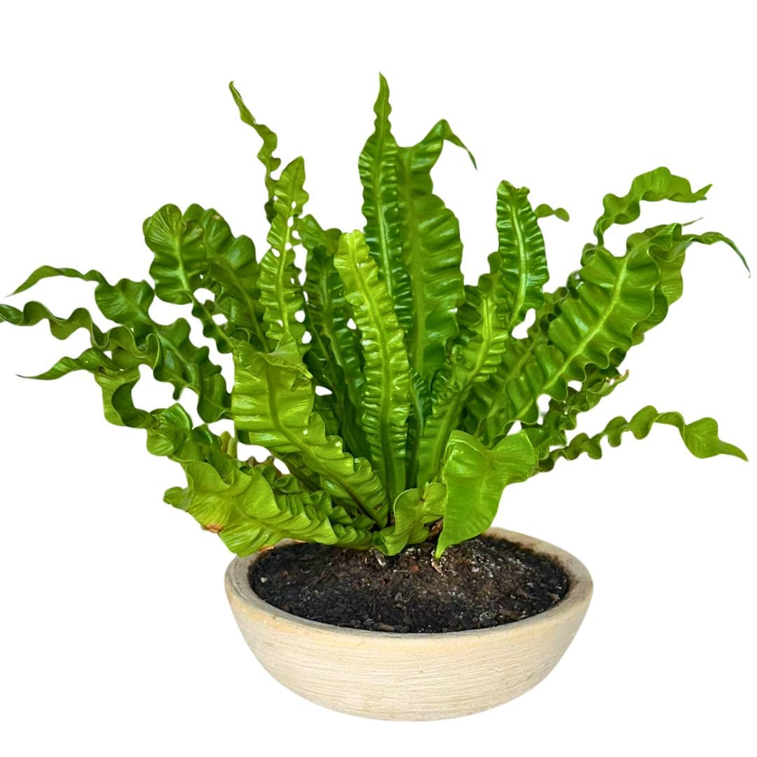 Kit 3 Vasos Pequenos para Espaços Compactos