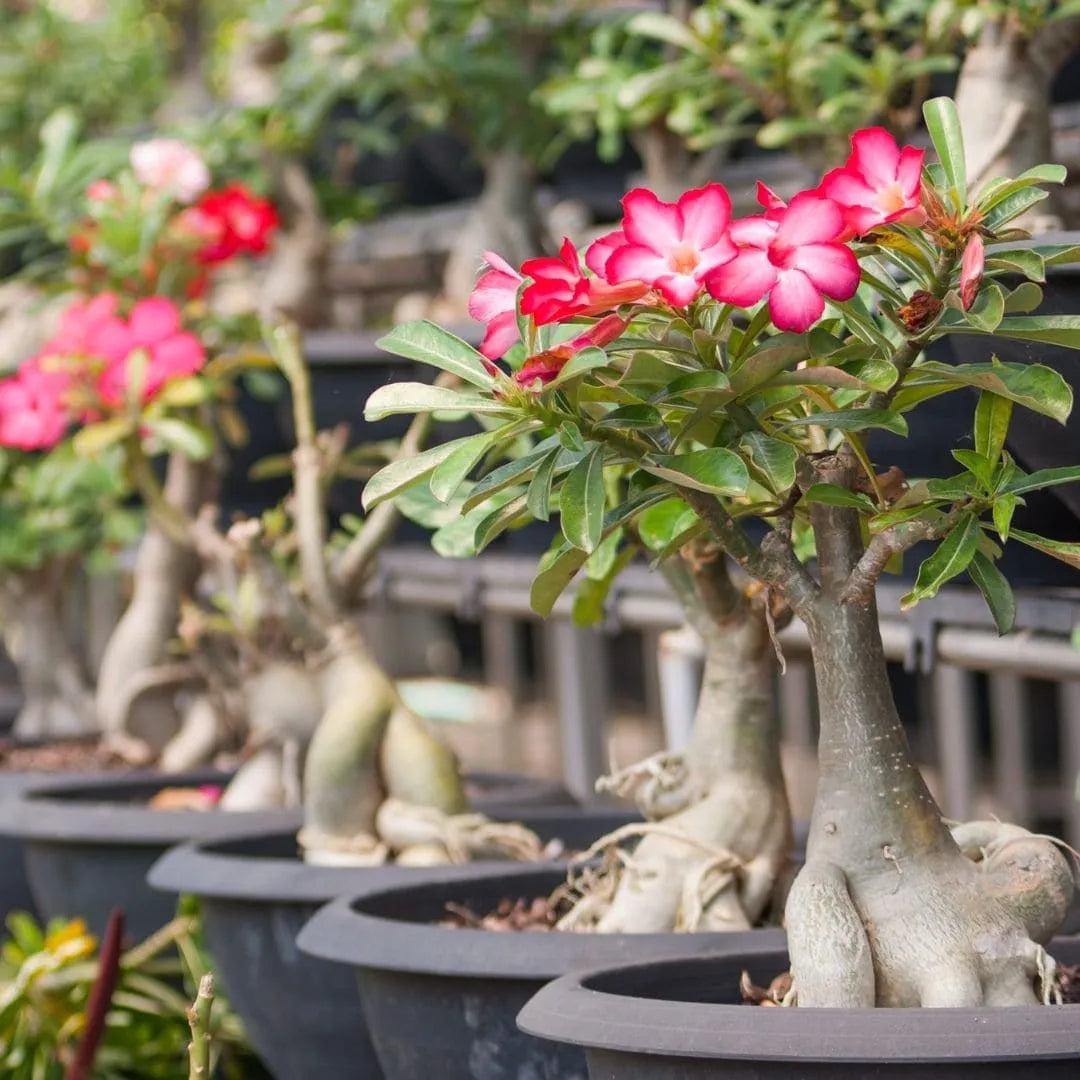Muda Rosa do Deserto (Adenium obesum) - Cores Sortidas