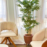 Planta Artificial Árvore Bambu Mossô Real Decoração 1,6m
