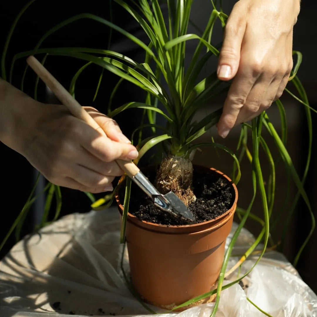 Muda Pata-de-Elefante (Beaucarnea recurvata)