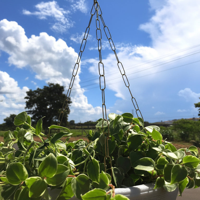 Kit com 12 Correntes Triplas 64cm para Vasos Suspensos