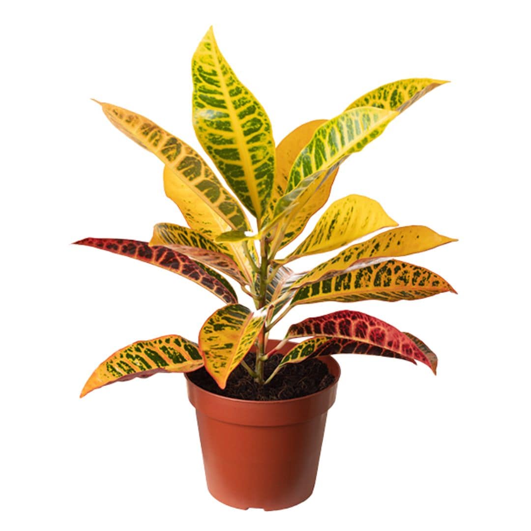 Muda de Cróton Petra (Codiaeum variegatum)