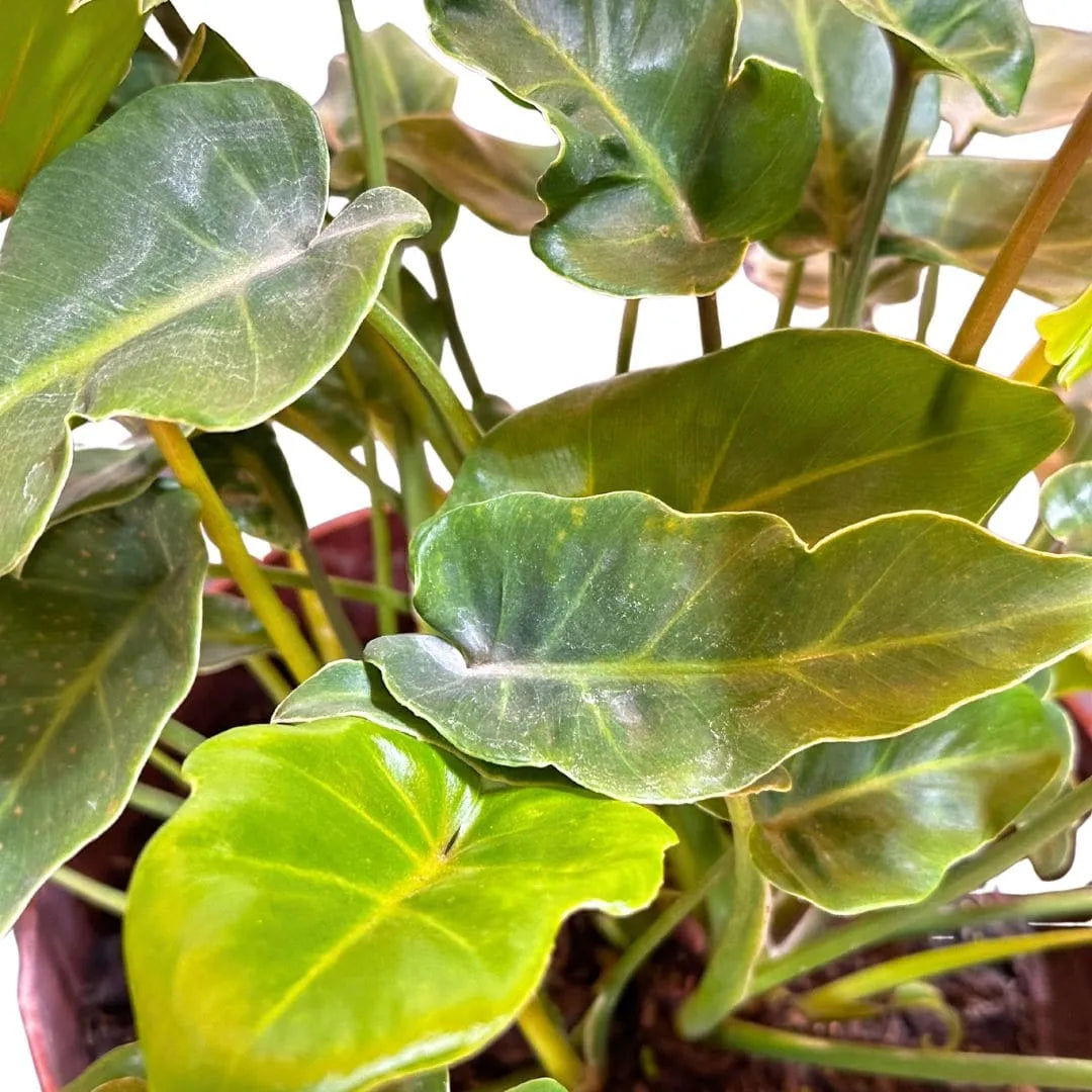 Muda de Xanadu (Philodendron xanadu)