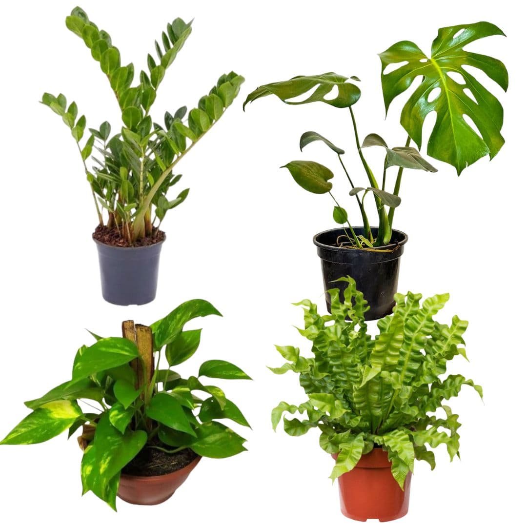 Kit de Planta Natural com 4 Mudas para Decoração Interna