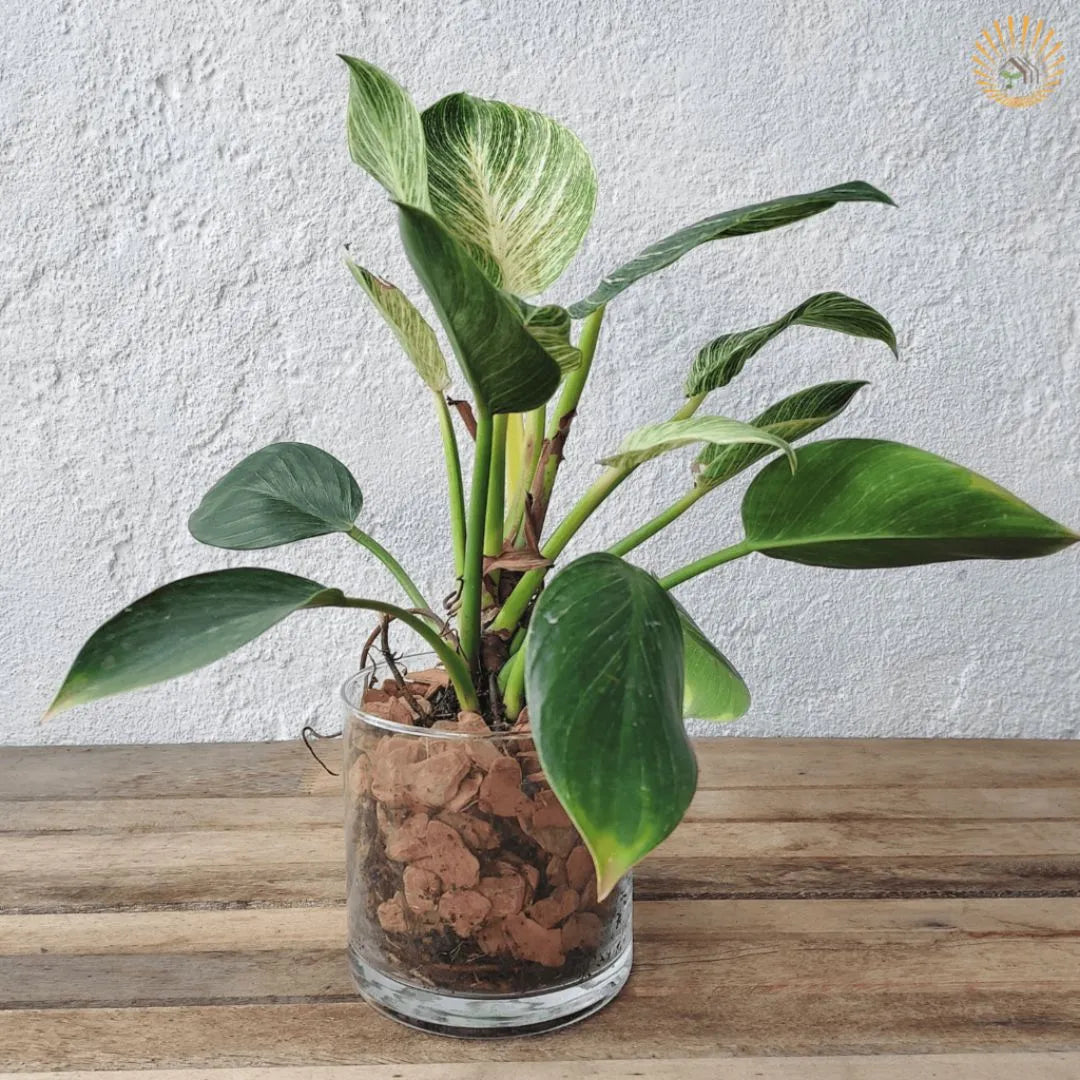 Muda de Philodendron Birkin