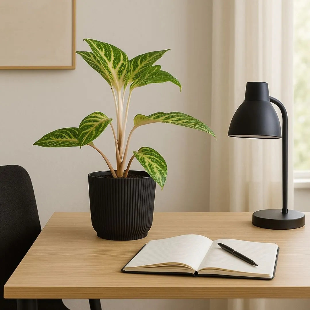 Vaso Cachepot Okla em Polipropileno 16x11cm