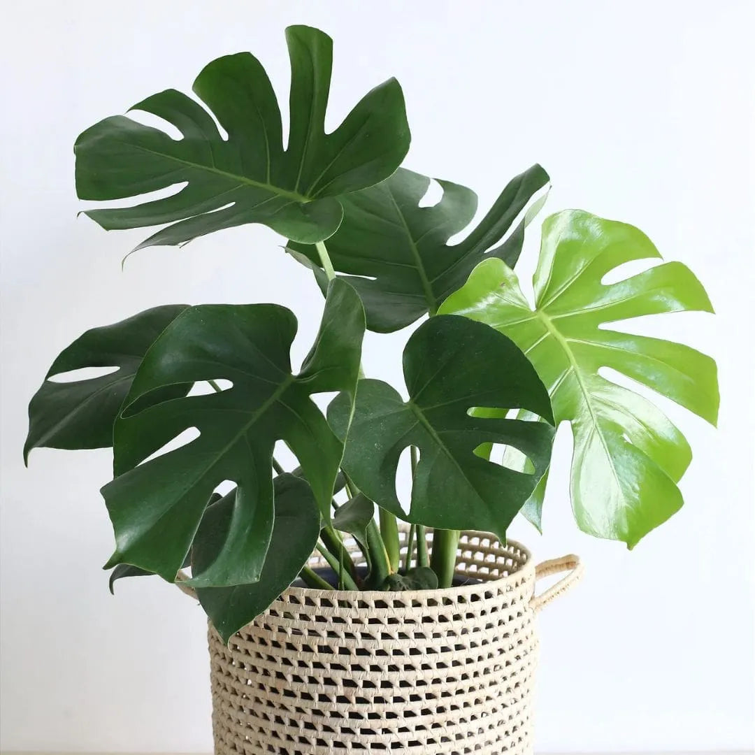 Kit Mudas para Área Interna - Jibóia, Costela e Zamioculca