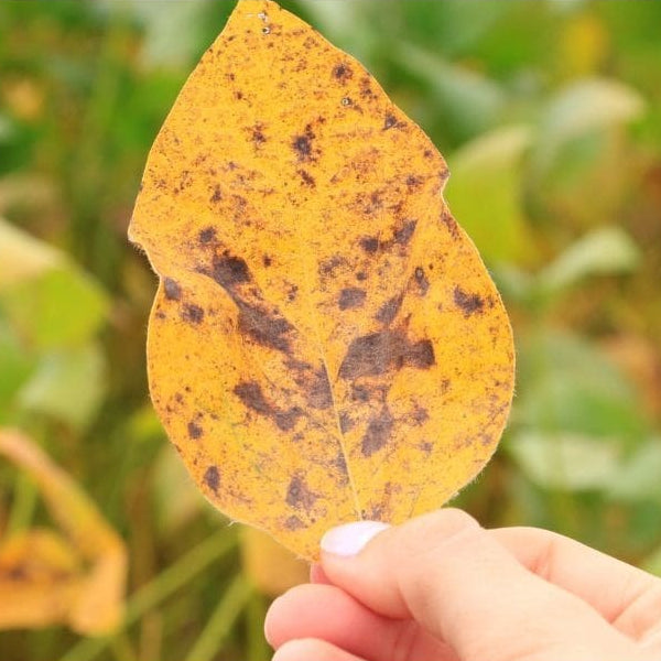 Fungicida Cobre Forth 500ml