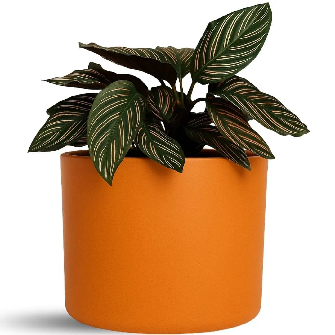 Vaso Decorativo Redondo Mini Doha 14x19cm