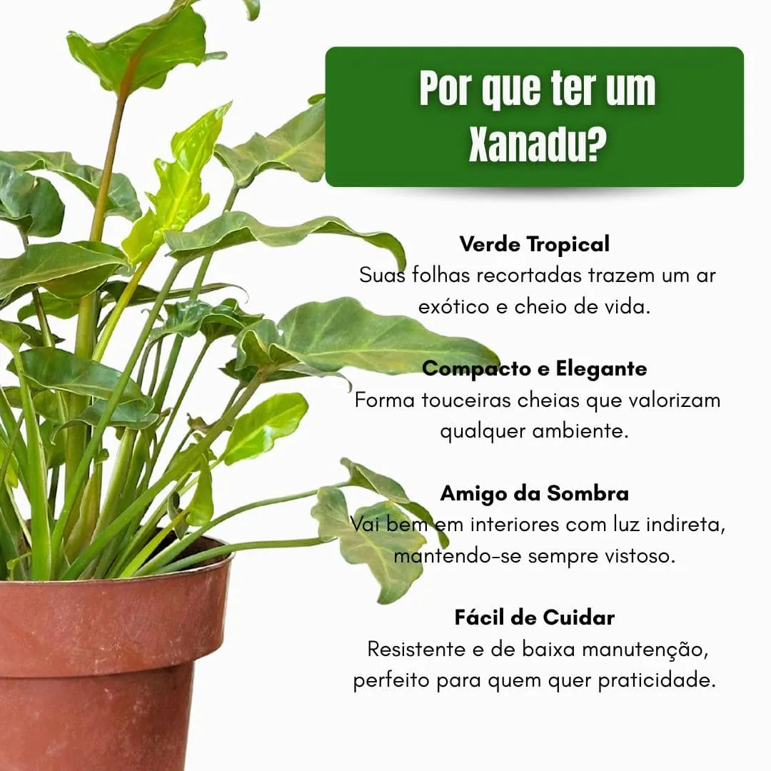 Muda de Xanadu (Philodendron xanadu)