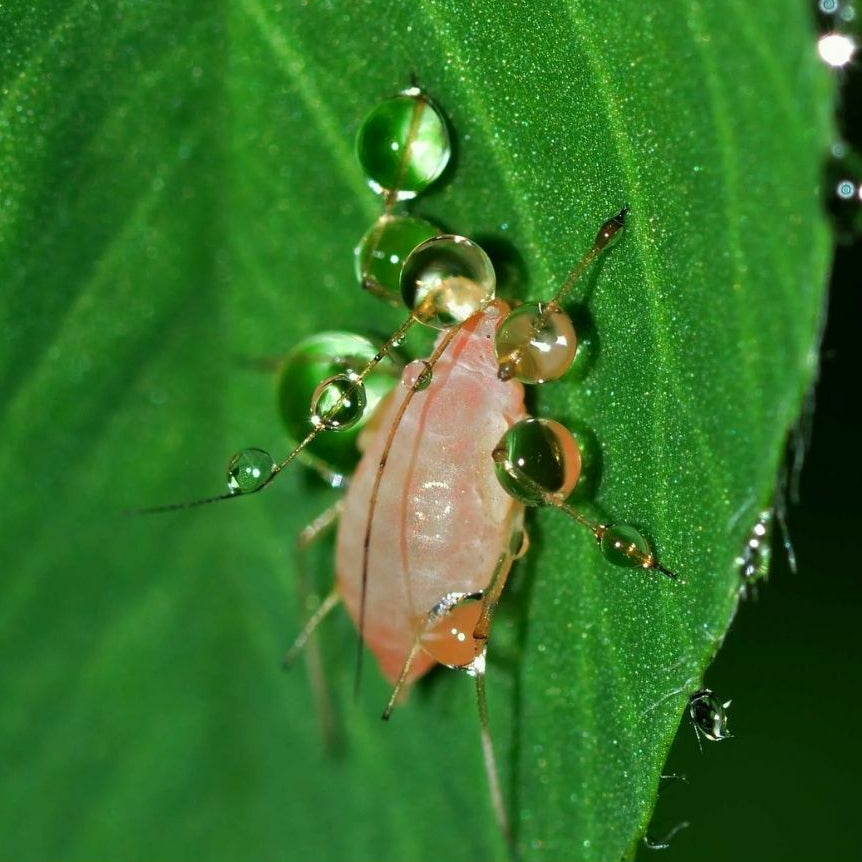 Inseticida Defende Concentrado Forth 30ml