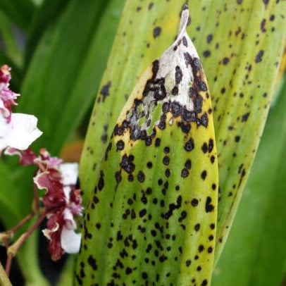 Fungicida Concentrado Forth 30ml