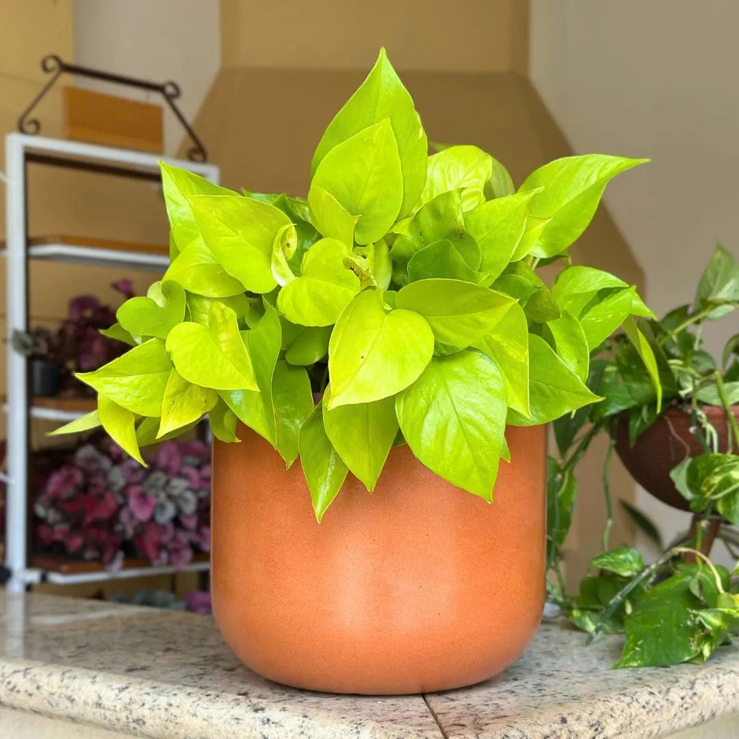 Kit 3 Vasos Polietileno Cone + Bacia