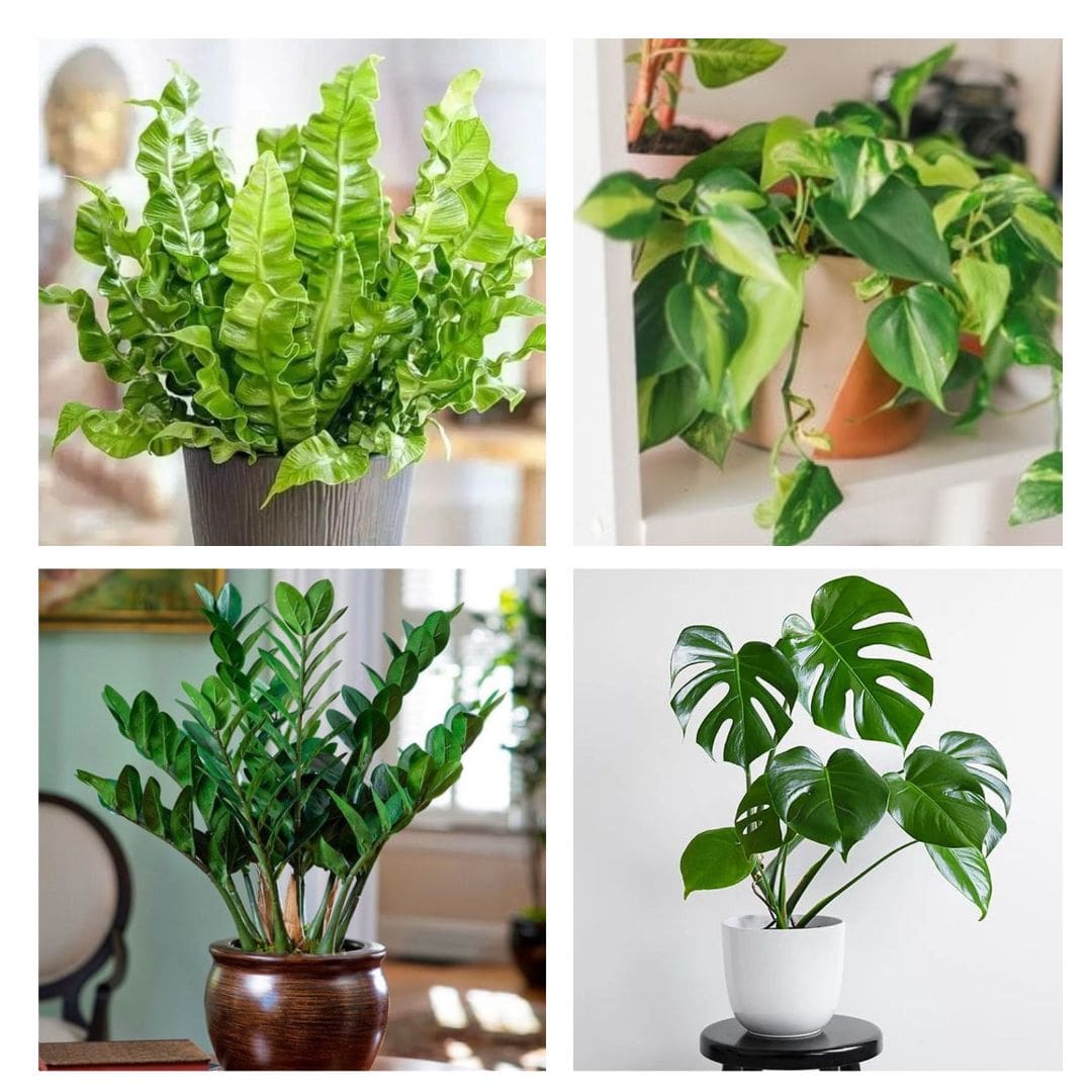 Kit de Planta Natural com 4 Mudas para Decoração Interna