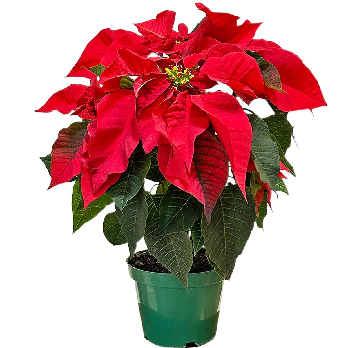 Bico De Papagaio (Euphorbia pulcherrima)