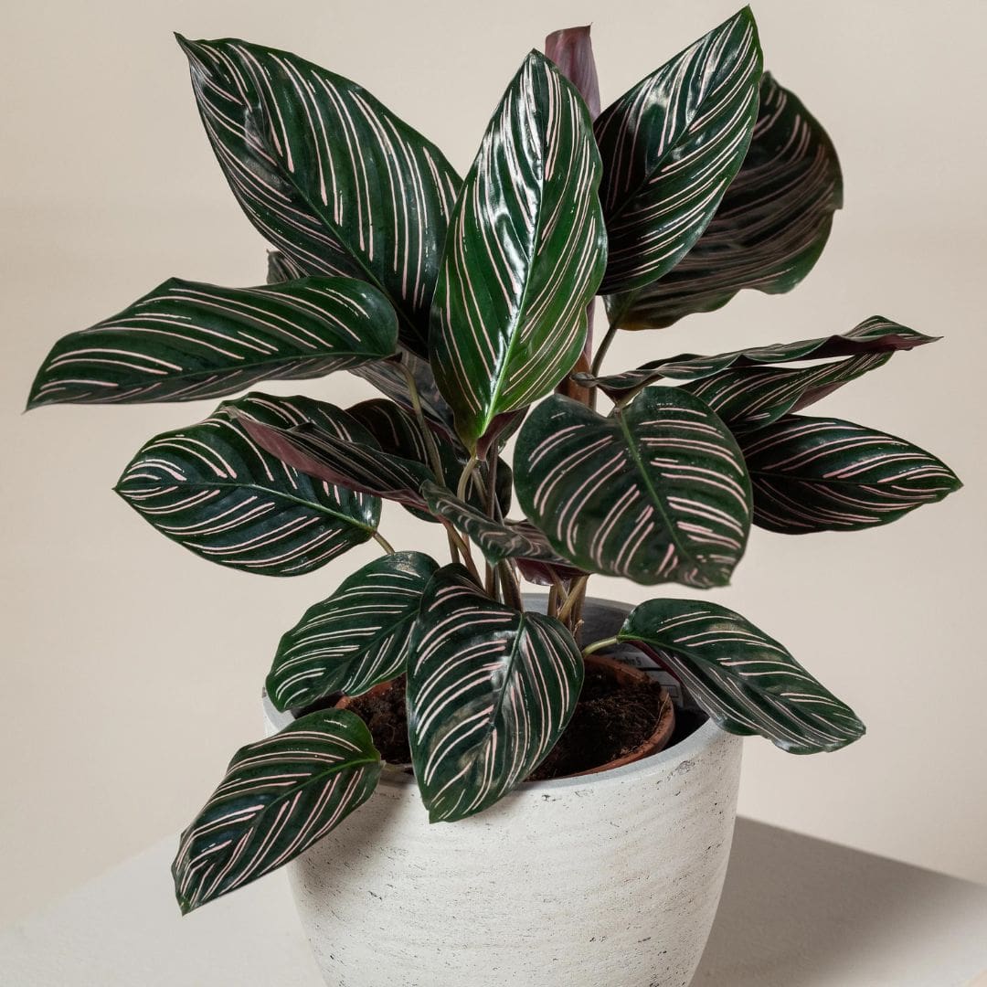Muda Maranta Riscada (Calathea Ornata)