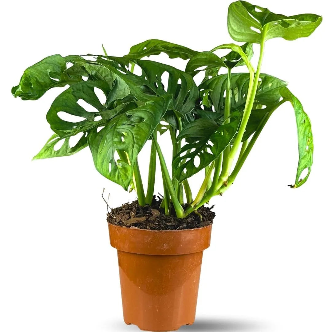 Muda Monstera Adansonii