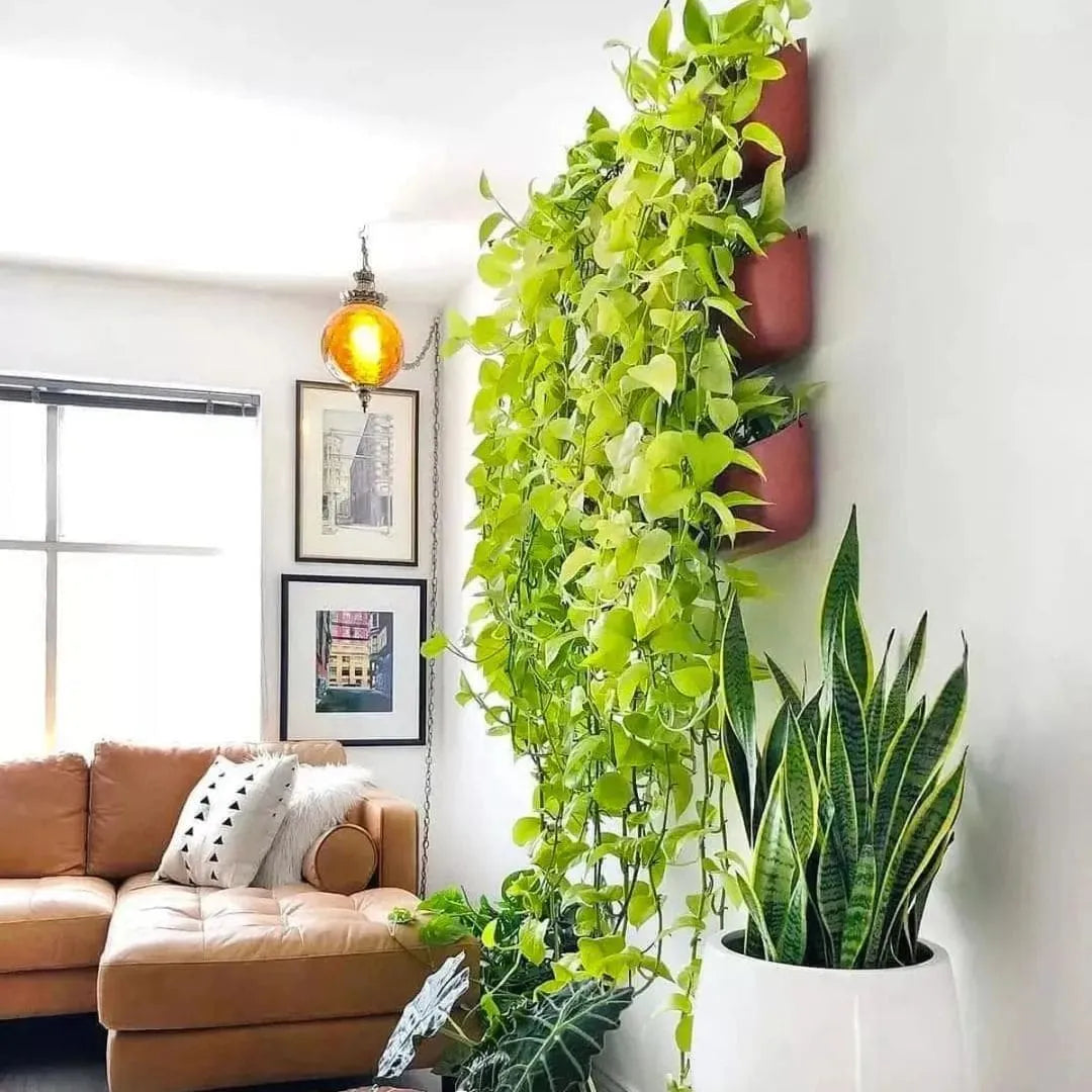 Kit Mudas para Área Interna - Jibóia, Costela e Zamioculca