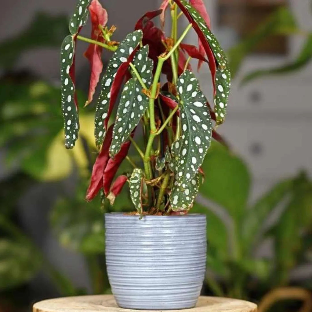 Muda Begônia Maculata